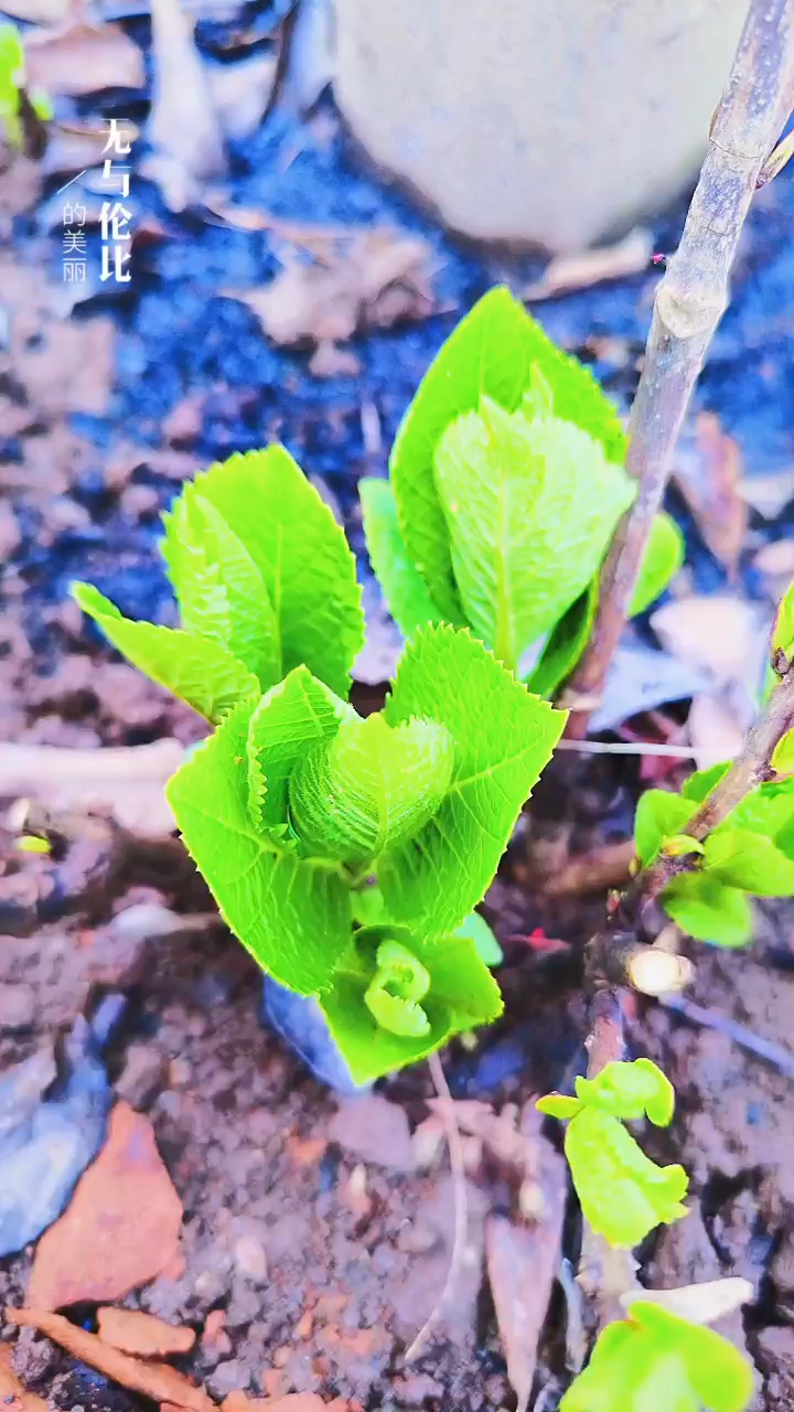 關(guān)于小草的奇妙世界，探索最新地址的無限可能