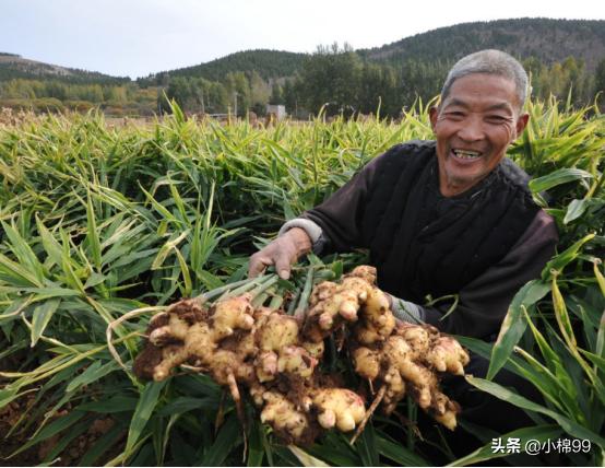 生姜網最新價格行情