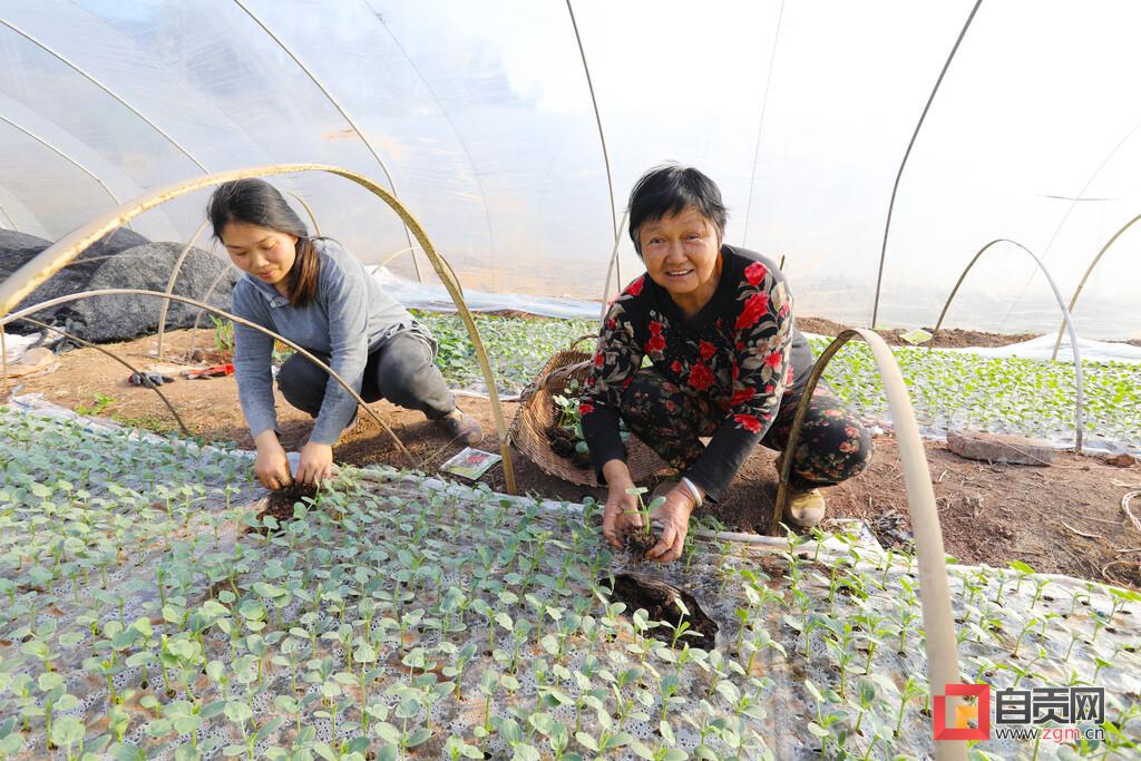 最新款西瓜栽苗機，科技助力農業高效種植